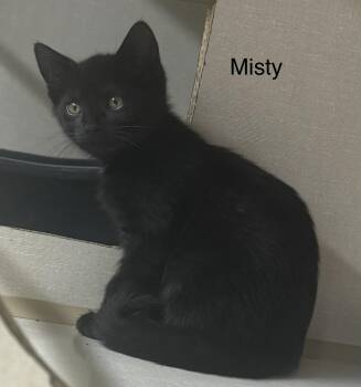 Misty -  Domestic Short Hair Cat for Adoption in Ulster, Pennsylvania - Misty | PetCurious