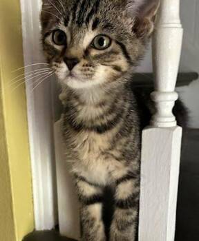 Elliott -  Domestic Short Hair Cat for Adoption in Kenosha, Wisconsin - Elliott | PetCurious