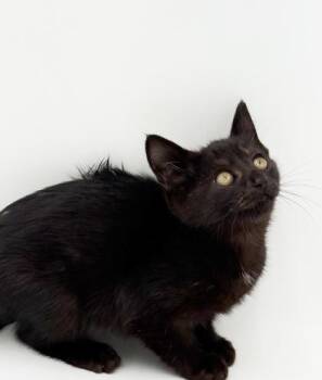 Beth -  Domestic Short Hair Cat for Adoption in Bowling Green, Kentucky - Beth | PetCurious