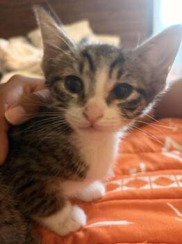 Socks -  Domestic Medium Hair Cat for Adoption in Liverpool, Texas - Socks | PetCurious
