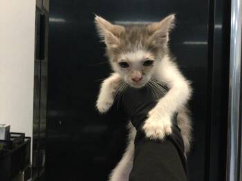 A1936117 -  Domestic Short Hair Cat for Adoption in Thousand Palms, California - A1936117 | PetCurious
