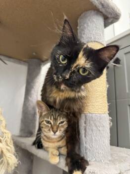 Rescue Tortoiseshell and Domestic Long Hair Cats for Adoption in Vallejo, California - Sienna | PetCurious