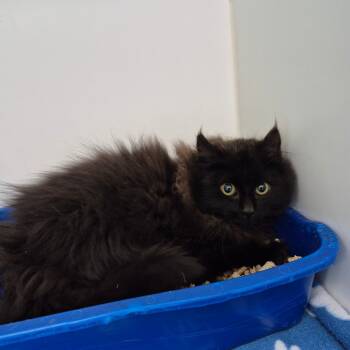 Rescue Domestic Short Hair Cats for Adoption in Clavet, Saskatchewan - Memphis | PetCurious