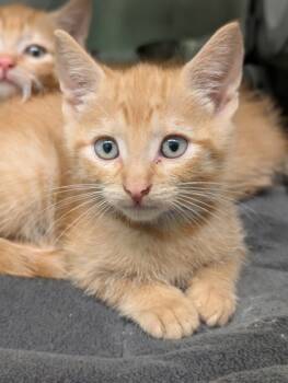 Rescue Domestic Short Hair Cats for Adoption in Yakima, Washington - Kai | PetCurious