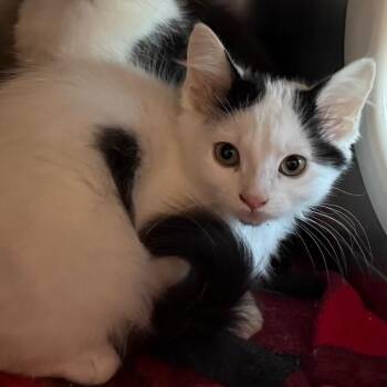 Cookie -  Domestic Medium Hair Cat for Adoption in Cedaredge, Colorado - Cookie | PetCurious