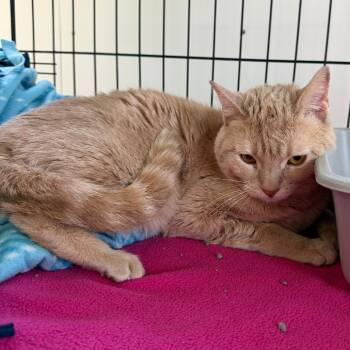 Domestic Short Hair Cats Available for Adoption in Riverwoods, Illinois - Daffodil | PetCurious