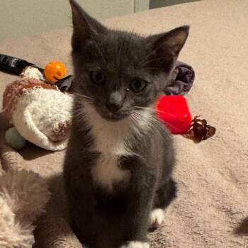 Kenny -  Domestic Short Hair Cat for Adoption in Jupiter, Florida - Kenny | PetCurious