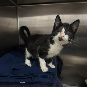 Ghirardelli -  Domestic Short Hair Cat for Adoption in Pasadena, California - Ghirardelli | PetCurious