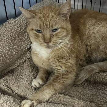 Rescue American Shorthair Cats for Adoption in Marble Falls, Texas - Lucy | PetCurious