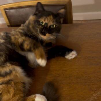 Tortoiseshell Cats Available for Adoption - Gambi | PetCurious