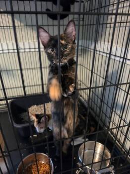 Poppy -  Domestic Short Hair Cat for Adoption in Bradford, Alabama - Poppy | PetCurious