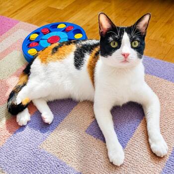 Taffy Marisol -  Calico and Domestic Short Hair Cat for Adoption in Friendswood, Texas - Taffy Marisol | PetCurious