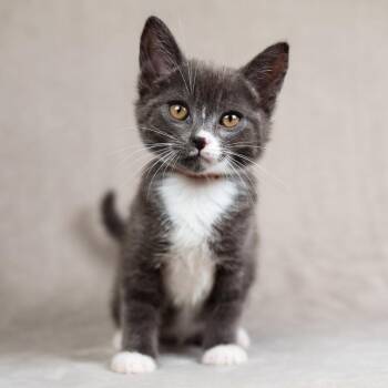 Lionel (Rust) -  Domestic Short Hair Cat for Adoption in Sunnyvale, California - Lionel (Rust) | PetCurious