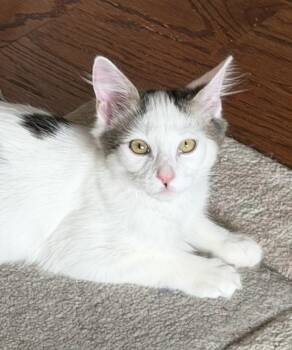 Hulahoop -  Domestic Medium Hair Cat for Adoption in Duluth, Georgia - Hulahoop | PetCurious