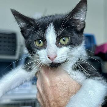 Reba -  Domestic Short Hair Cat for Adoption in Matteson, Illinois - Reba | PetCurious