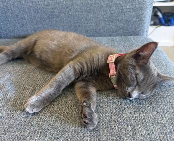 Capybara -  Tabby Cat for Adoption in Walnut Creek, California - Capybara | PetCurious