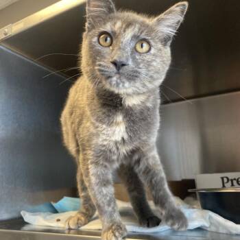 Pealrette -  Domestic Short Hair Cat for Adoption in Westminster, California - Pealrette | PetCurious
