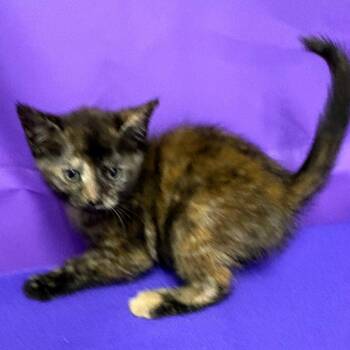 Cheeky -  Domestic Medium Hair Cat for Adoption in North Myrtle Beach, South Carolina - Cheeky | PetCurious