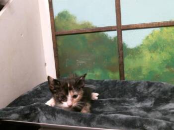 KITTEN 2 -  Domestic Short Hair Cat for Adoption in Houston, Texas - KITTEN 2 | PetCurious