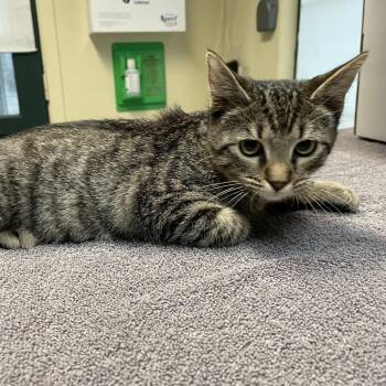 Roo -  Domestic Short Hair Cat for Adoption in Pasadena, California - Roo | PetCurious
