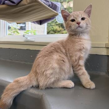 Odie -  Domestic Short Hair Cat for Adoption in Latrobe, Pennsylvania - Odie | PetCurious