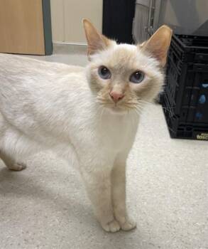 Domestic Short Hair Cats Available for Adoption in Clyde, North Carolina - DOMINIC | PetCurious