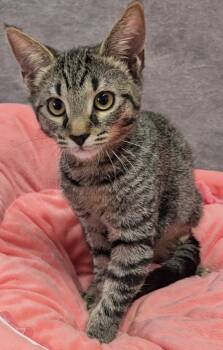 Rescue Domestic Short Hair Cats for Adoption in Fort Myers, Florida - Moe A2723475 | PetCurious
