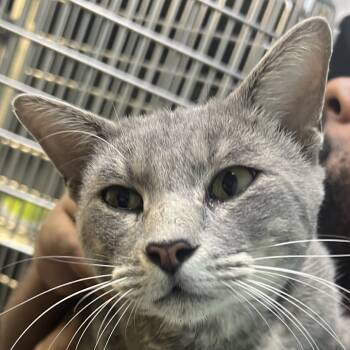 Rescue Domestic Short Hair Cats for Adoption in Jacksonville, Arkansas - Charcoal | PetCurious