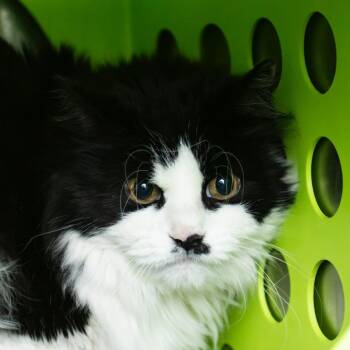 Domestic Long Hair Cats Available for Adoption - Wynken | PetCurious