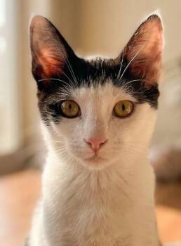 Penelope -  American Shorthair Cat for Adoption in Union City, New Jersey - Penelope | PetCurious