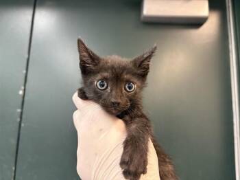 Domestic Short Hair Cats Available for Adoption in Thousand Palms, California - SPIDER | PetCurious