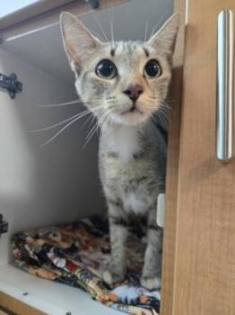 Emerson -  Domestic Short Hair Cat for Adoption in Savannah, Georgia - Emerson | PetCurious