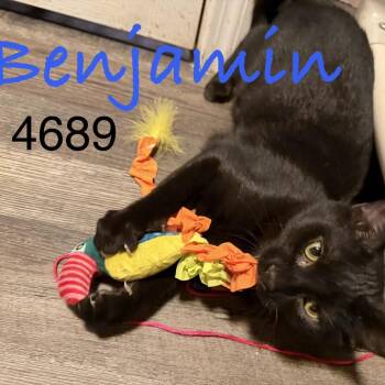 Benjamin 4689 -  Domestic Short Hair Cat for Adoption in Sequatchie, Tennessee - Benjamin 4689 | PetCurious