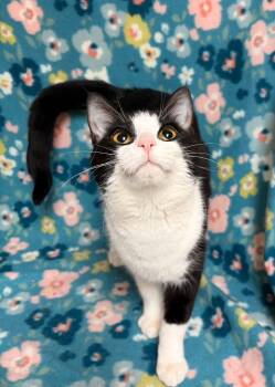 Domestic Short Hair Cats Available for Adoption in Waterloo, Iowa - Kaylee | PetCurious