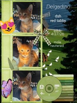 Delgadino BR14568-T -  Domestic Short Hair Cat for Adoption in Missouri City, Texas - Delgadino BR14568-T | PetCurious