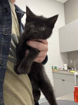 Domestic Short Hair Cats Available for Adoption in Indianapolis, Indiana - CHINOOK | PetCurious