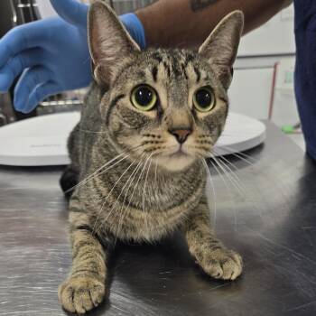 Icey -  Domestic Short Hair Cat for Adoption in Newark, New Jersey - Icey | PetCurious