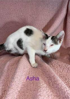 Domestic Short Hair Cats Available for Adoption in Mount Pleasant, Texas - Asha | PetCurious