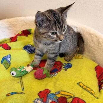 Sara -  Domestic Short Hair Cat for Adoption in Ladysmith, Wisconsin - Sara | PetCurious