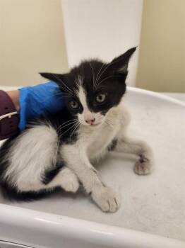 Domestic Short Hair Cats Available for Adoption in Riverside, California - A1912312 | PetCurious