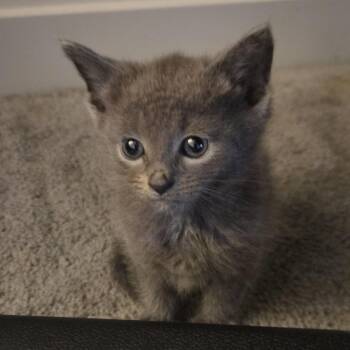 Pip -  Domestic Medium Hair Cat for Adoption in Johnstown, Pennsylvania - Pip | PetCurious