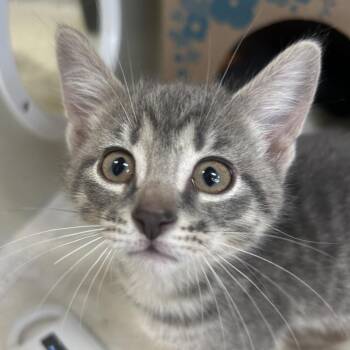 Mildred -  Domestic Short Hair Cat for Adoption in West Olive, Michigan - Mildred | PetCurious