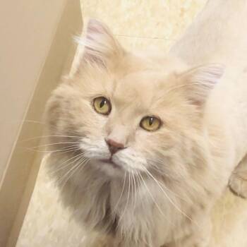 Domestic Long Hair Cats Available for Adoption in Stoughton, Wisconsin - Bear | PetCurious