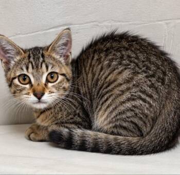 Booker -  Tabby Cat for Adoption in Knoxville, Tennessee - Booker | PetCurious