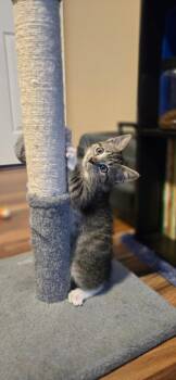 DaVinci -  Domestic Medium Hair Cat for Adoption in Newnan, Georgia - DaVinci | PetCurious