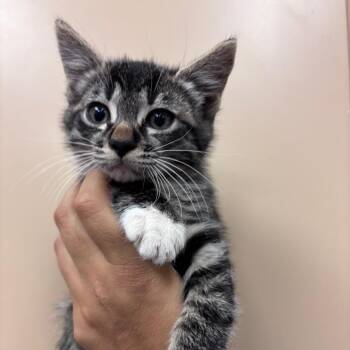 Astro -  Domestic Short Hair Cat Available for Adoption in Goleta, California - Astro | PetCurious