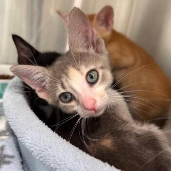 Cloudy -  Domestic Short Hair Cat for Adoption in Bradenton, Florida - Cloudy | PetCurious