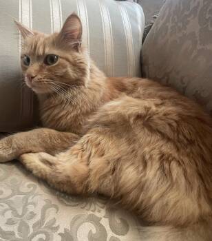 Romeo -  Domestic Medium Hair Cat for Adoption in Los Angeles, California - Romeo | PetCurious