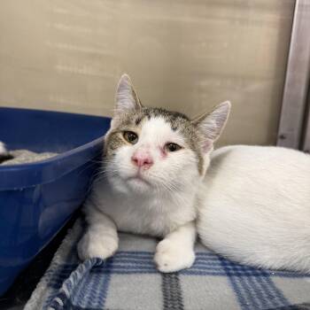 Rescue Domestic Short Hair Cats for Adoption in Gerrardstown, West Virginia - Da Plank | PetCurious