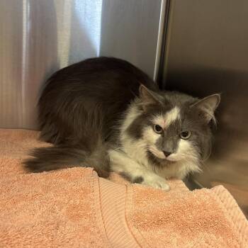 Sour Patch -  Domestic Medium Hair Cat for Adoption in Rifle, Colorado - Sour Patch | PetCurious